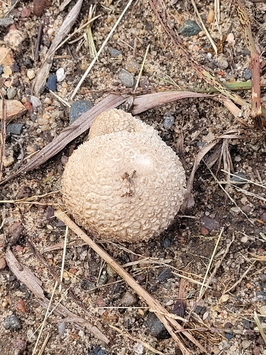 photo of Peeling Puffball (Lycoperdon marginatum)