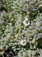 Nolana crassulifolia