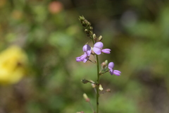 Desmodium obtusum