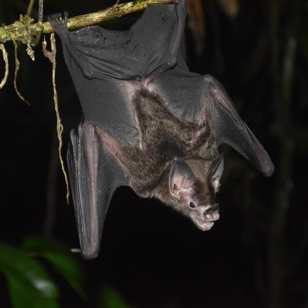 Pale-Faced Bat