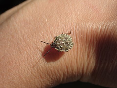 Carpocoris mediterraneus mediterraneus