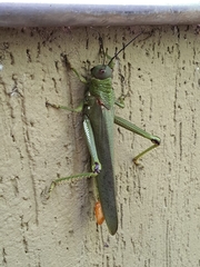 Tropidacris cristata grandis