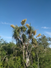 Beaucarnea