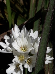 Tristagma bivalve