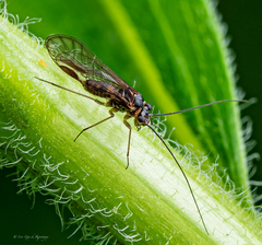 Mesopsocus unipunctatus