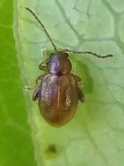 Trachytetra rugulosa
