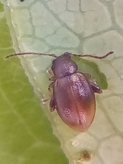 Trachytetra rugulosa