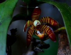 Arachnis clarkei