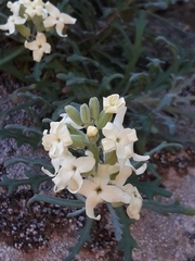 Mathewsia foliosa