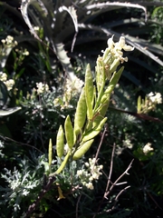 Mathewsia foliosa