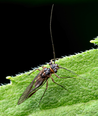 Mesopsocus unipunctatus