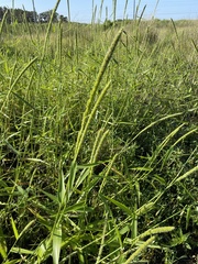 Hymenachne amplexicaulis