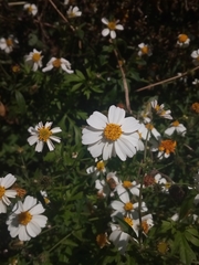 Bidens alba