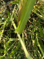 Hymenachne amplexicaulis