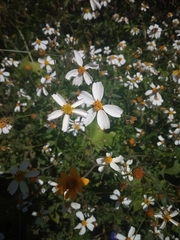 Bidens alba