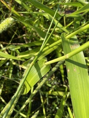 Hymenachne amplexicaulis