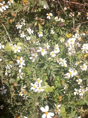 Bidens alba