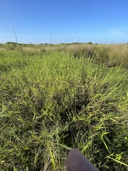 Hymenachne amplexicaulis