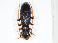 Megacephala regalis