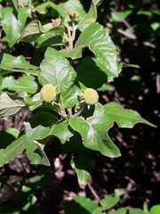 Podanthus ovatifolius