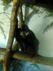 Trachypithecus francoisi