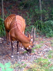 Tragelaphus eurycerus