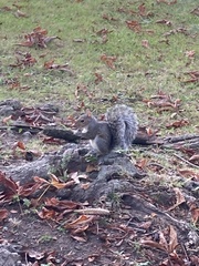 Sciurus carolinensis