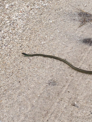 Thamnophis proximus orarius