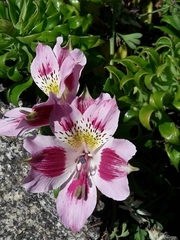 Alstroemeria pelegrina