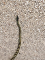 Thamnophis proximus orarius