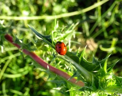 Coccinella septempunctata