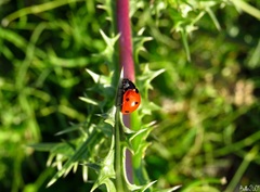Coccinella septempunctata