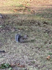 Sciurus carolinensis