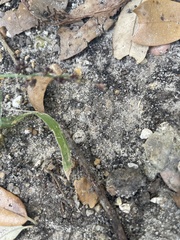 Formicoidea