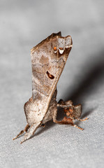 Pantelodes satellitia