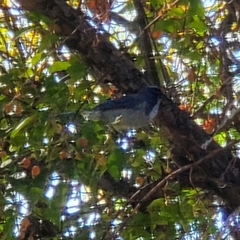 Aphelocoma californica