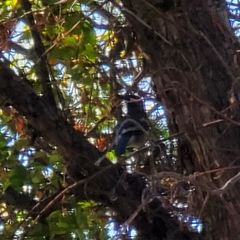 Aphelocoma californica