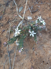 Rhytidosporum