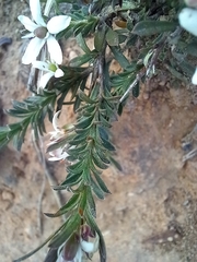 Rhytidosporum