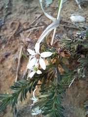Rhytidosporum