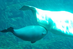 Beluga photo 5
