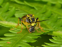 Tenthredo verticalis