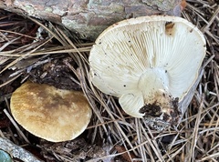 Tricholoma apium