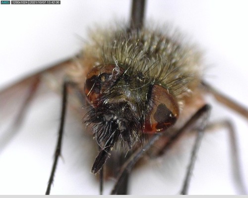 iNaturalist observation photo of Bombyliinae