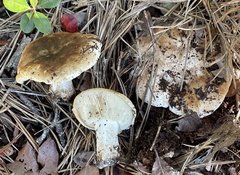 Tricholoma apium
