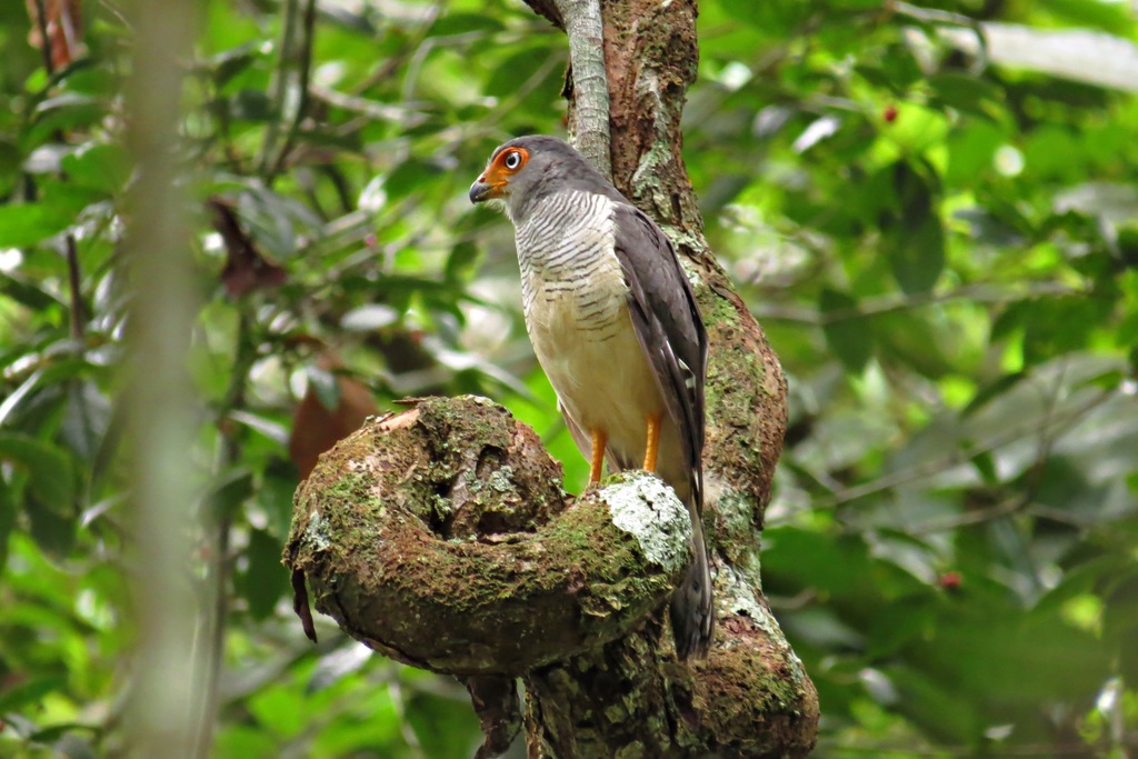 Lined Forest-Falcon photo