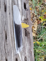 Streptopelia decaocto