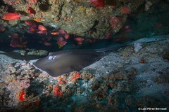 Pateobatis jenkinsii