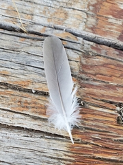 Streptopelia decaocto