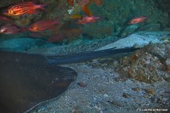 Pateobatis jenkinsii